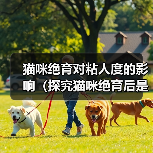 猫咪绝育对粘人度的影响(探究猫咪绝育后是否会更加亲人的现象及其原因)(图4) 猫咪绝育对粘人度的影响(探究猫咪绝育后是否会更加亲人的现象及其原因)(图4)