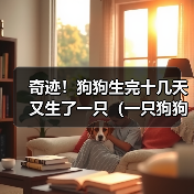 奇迹!狗狗生完十几天又生了一只(一只狗狗的惊人繁殖能力及其关键因素探析)(图4) 奇迹!狗狗生完十几天又生了一只(一只狗狗的惊人繁殖能力及其关键因素探析)(图4)