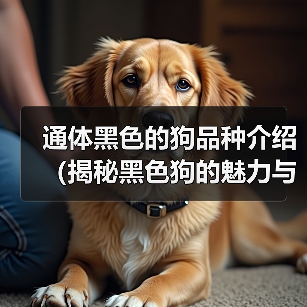 通体黑色的狗品种介绍(揭秘黑色狗的魅力与特点)(图4) 通体黑色的狗品种介绍(揭秘黑色狗的魅力与特点)(图4)