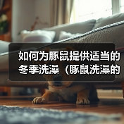 如何为豚鼠提供适当的冬季洗澡(豚鼠洗澡的正确方法及注意事项)(图2) 如何为豚鼠提供适当的冬季洗澡(豚鼠洗澡的正确方法及注意事项)(图2)