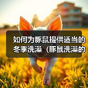 如何为豚鼠提供适当的冬季洗澡(豚鼠洗澡的正确方法及注意事项)(图3) 如何为豚鼠提供适当的冬季洗澡(豚鼠洗澡的正确方法及注意事项)(图3)