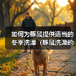 如何为豚鼠提供适当的冬季洗澡(豚鼠洗澡的正确方法及注意事项)(图4) 如何为豚鼠提供适当的冬季洗澡(豚鼠洗澡的正确方法及注意事项)(图4)