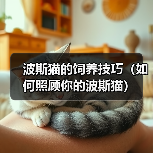 波斯猫的饲养技巧(如何照顾你的波斯猫)(图4) 波斯猫的饲养技巧(如何照顾你的波斯猫)(图4)
