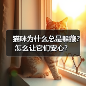 猫咪为什么总是躲藏?怎么让它们安心?(图2) 猫咪为什么总是躲藏?怎么让它们安心?(图2)