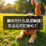 猫咪为什么总是躲藏?怎么让它们安心?(图1) 猫咪为什么总是躲藏?怎么让它们安心?(图1)