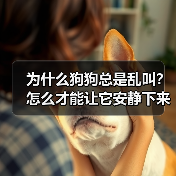 为什么狗狗总是乱叫?怎么才能让它安静下来?(图2) 为什么狗狗总是乱叫?怎么才能让它安静下来?(图2)