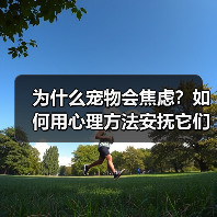 为什么宠物会焦虑?如何用心理方法安抚它们?(图4) 为什么宠物会焦虑?如何用心理方法安抚它们?(图4)