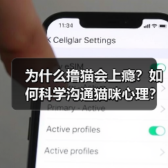 为什么撸猫会上瘾?如何科学沟通猫咪心理?(图4) 为什么撸猫会上瘾?如何科学沟通猫咪心理?(图4)