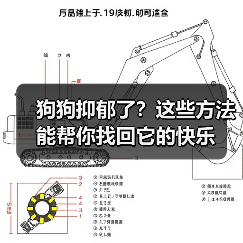 狗狗抑郁了?这些方法能帮你找回它的快乐(图1) 狗狗抑郁了?这些方法能帮你找回它的快乐(图1)