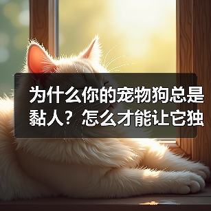 为什么你的宠物狗总是黏人?怎么才能让它独立?(图2) 为什么你的宠物狗总是黏人?怎么才能让它独立?(图2)