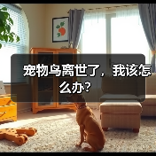 宠物鸟离世了,我该怎么办?(图4) 宠物鸟离世了,我该怎么办?(图4)