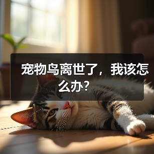 宠物鸟离世了,我该怎么办?(图3) 宠物鸟离世了,我该怎么办?(图3)
