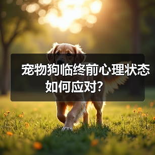 宠物狗临终前心理状态如何应对?(图1) 宠物狗临终前心理状态如何应对?(图1)