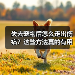 失去宠物后怎么走出伤痛?这些方法真的有用(图2) 失去宠物后怎么走出伤痛?这些方法真的有用(图2)