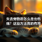 失去宠物后怎么走出伤痛?这些方法真的有用(图3) 失去宠物后怎么走出伤痛?这些方法真的有用(图3)