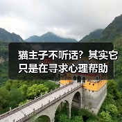 猫主子不听话？其实它只是在寻求心理帮助（图2）