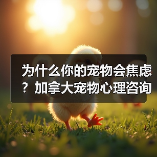 为什么你的宠物会焦虑?加拿大宠物心理咨询师教你如何解决(图3) 为什么你的宠物会焦虑?加拿大宠物心理咨询师教你如何解决(图3)
