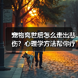 宠物离世后怎么走出悲伤？心理学方法帮你疗愈（图4）